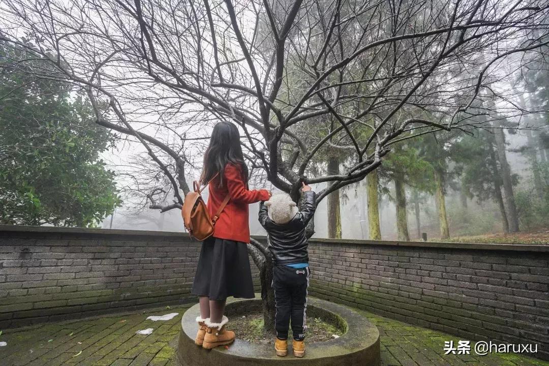 南方也能下雪吗,南方也能见到雪