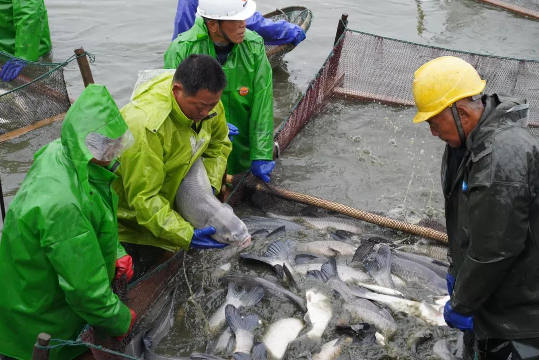 无锡甘露青鱼最新消息,无锡甘露青鱼真空包装