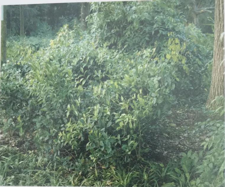 中草药牙膏两面针成分,两面针牙膏的功效和作用