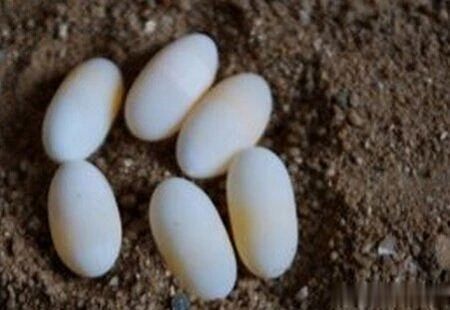 中国最后一只斑鳖,中国最后一只雌性斑鳖