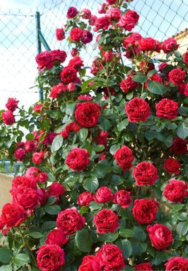 李子柒的院子都种的啥,李子柒推荐的三种花