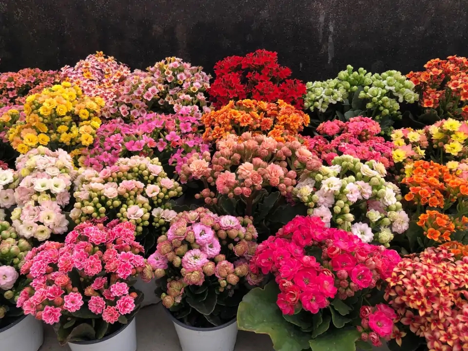 秋天扦插花苗,秋天扦插的小苗