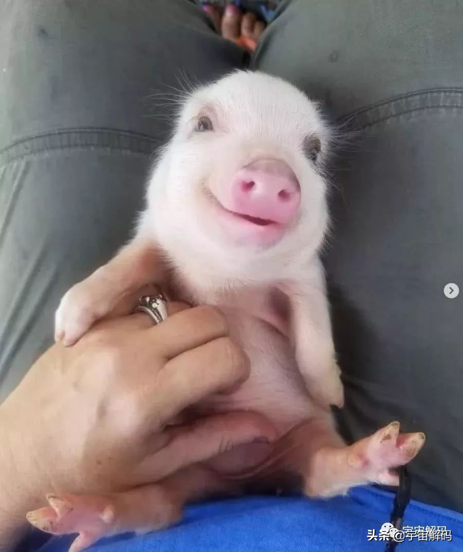 20张动物照片,宝宝萌照动物图片