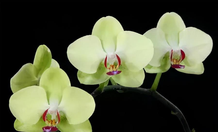 鍏拌姳绉嶇被鍥鹃壌,鐪嬭姦澶磋鲸鍏拌姳绉嶇被