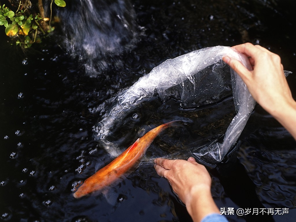 大年初八的习俗和禁忌,四月初八有什么习俗或禁忌