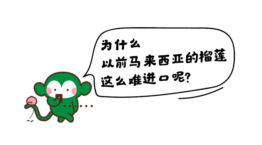 猫山王榴莲上市了吗,猫山王榴莲几月份成熟上市