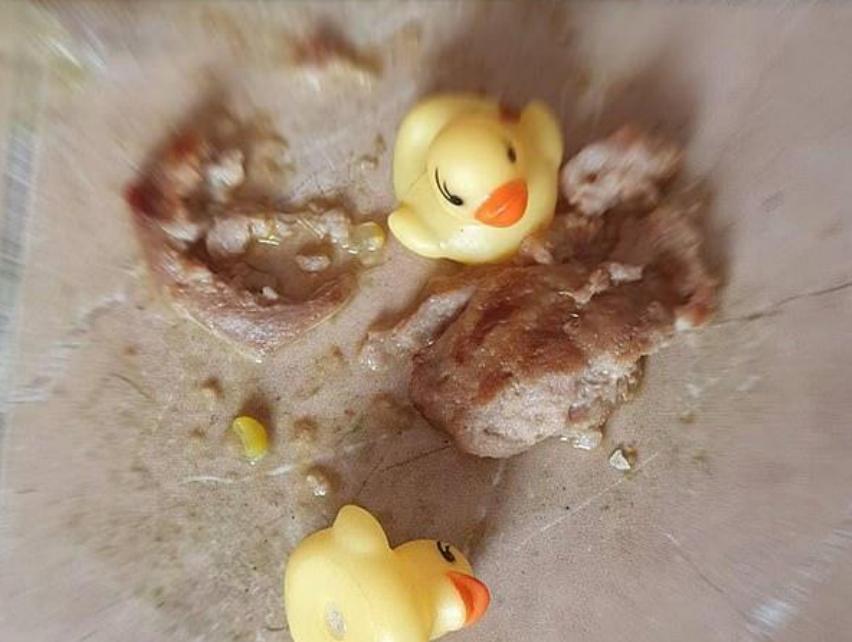 太贪吃！狗狗无意吞下数10只鸭子，主人立刻带它去医院开刀