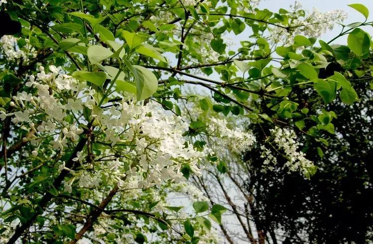 百花图谱大全100幅,工笔百花图谱100种