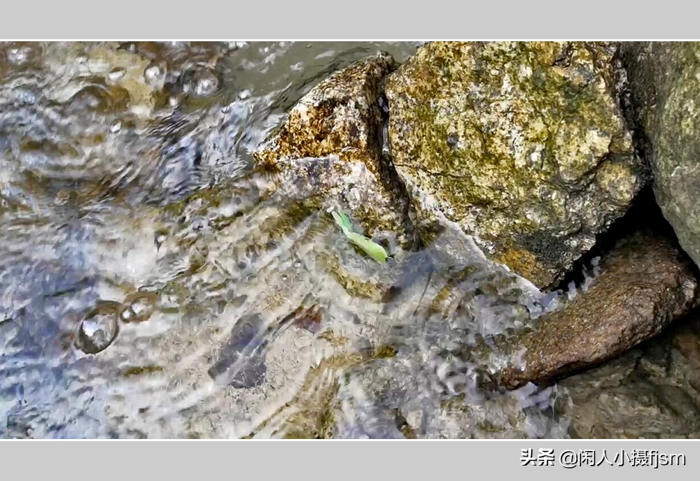 被铁线虫寄生了螳螂如何拯救,是不是每个螳螂都会被铁线虫寄生