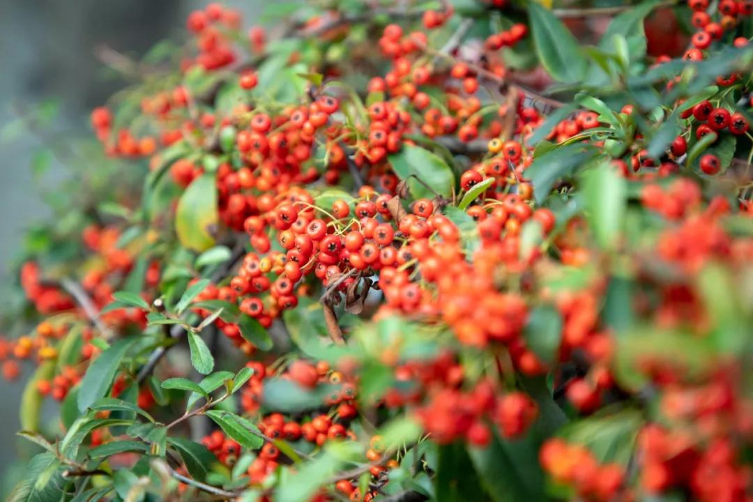 又是人间四月天踏青赏花正当时,正是人间芳菲时
