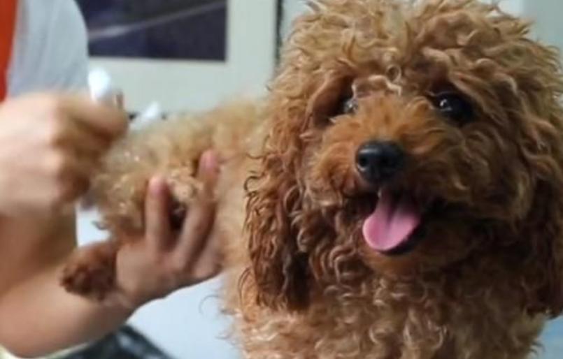 小狗被摔了一下怎么办,小狗被玻璃划伤了应该怎么治疗