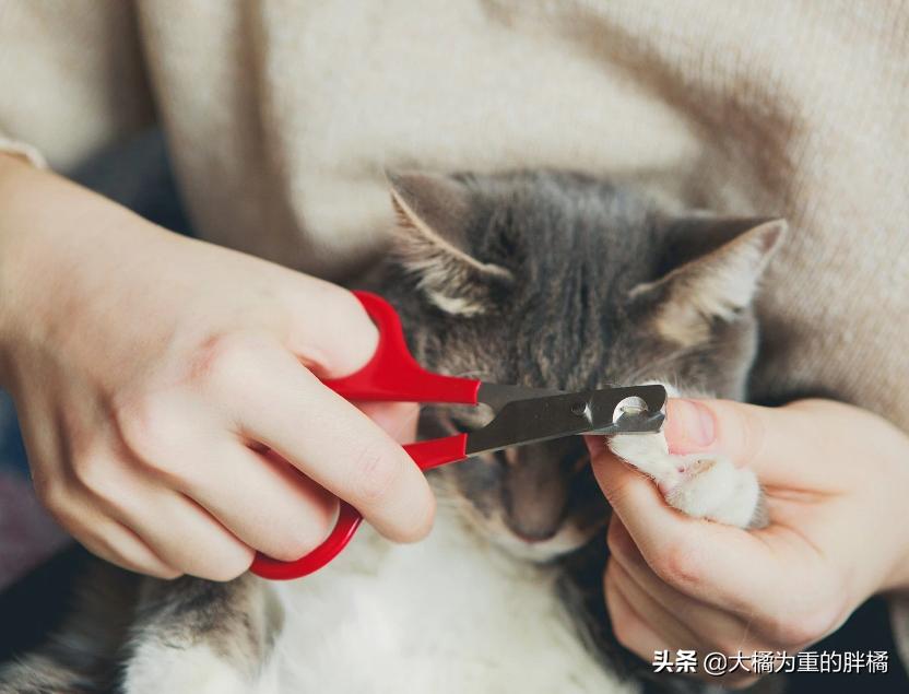 家里养猫咪怎么让它不乱抓,养猫怎么防止猫咪弄乱家里物品