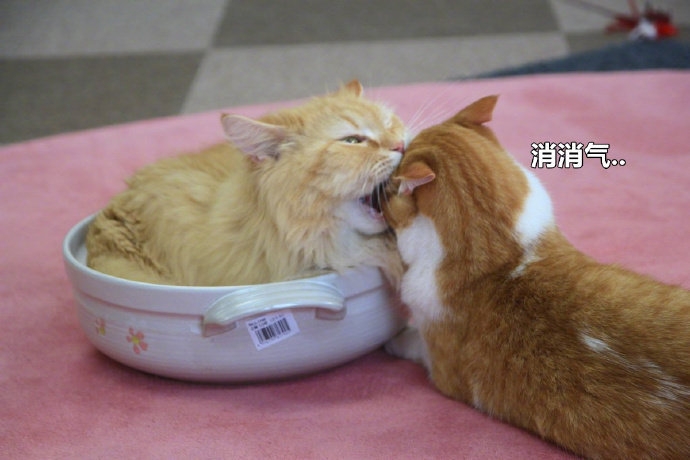 戴上了金箍就要放下七情六欲,今日萌图