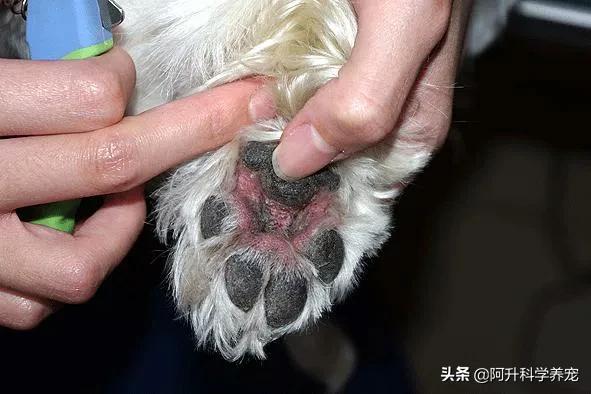 狗狗疾病:趾间炎在家便可以治疗