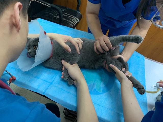 为什么要打完疫苗才能给宠物绝育,为什么这么多人都想给宠物做绝育