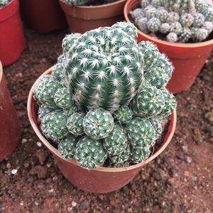 十个仙人球,最新30个仙人球品种