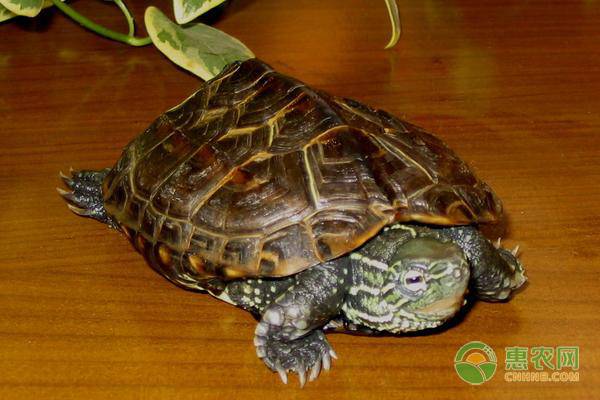 冬天养龟注意事项新手必看,新手养乌龟有什么注意事项和禁忌