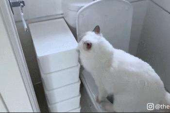 布偶猫身长四十厘米体重九斤,超级可爱的布偶猫有两万斤