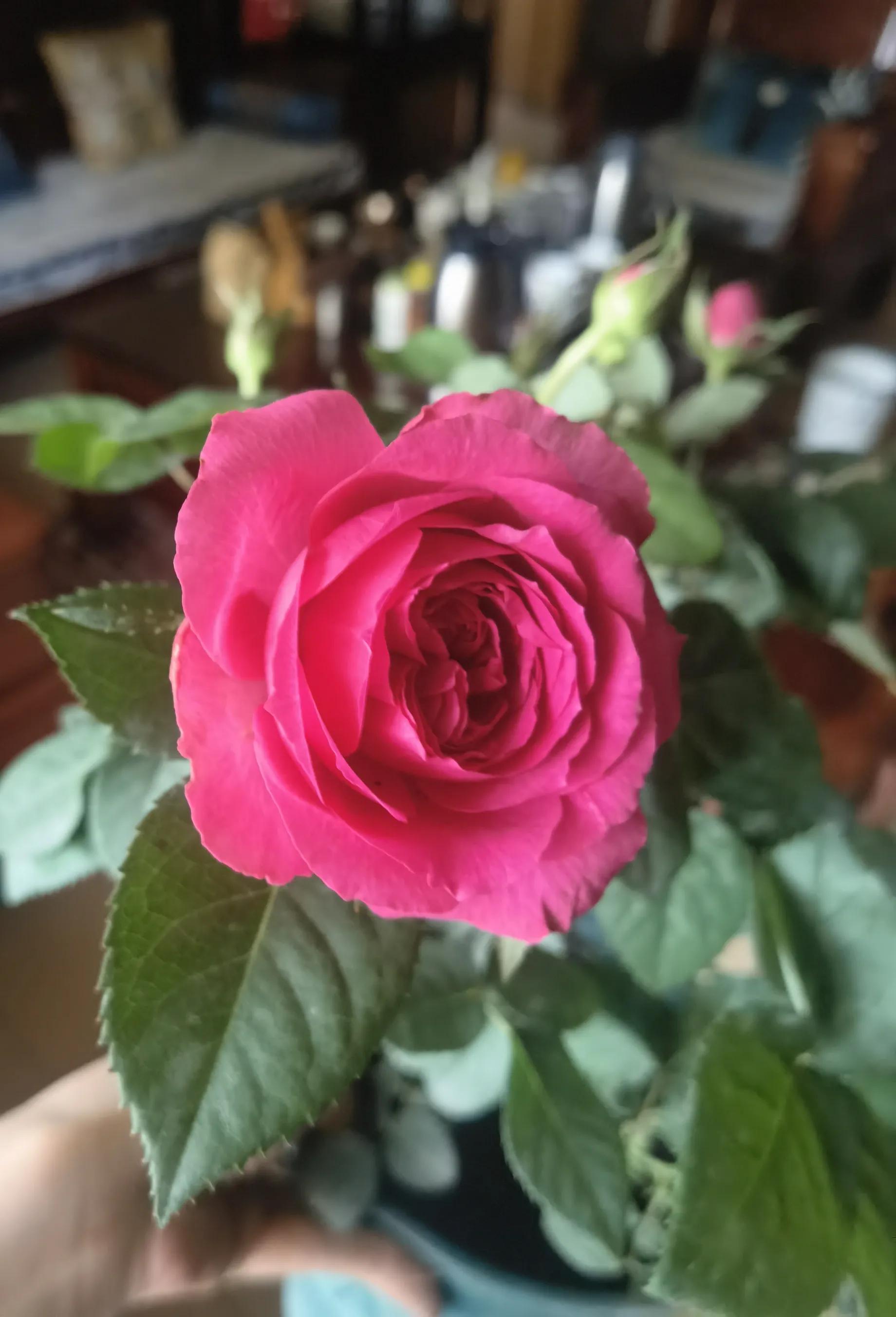 月季怎么买靠谱,月季开箱