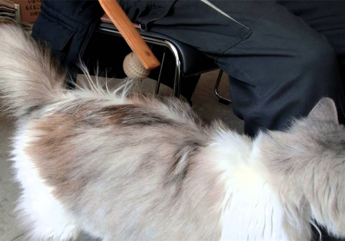 想撸猫但是猫害怕怎么办,想撸猫又怕脏怎么办