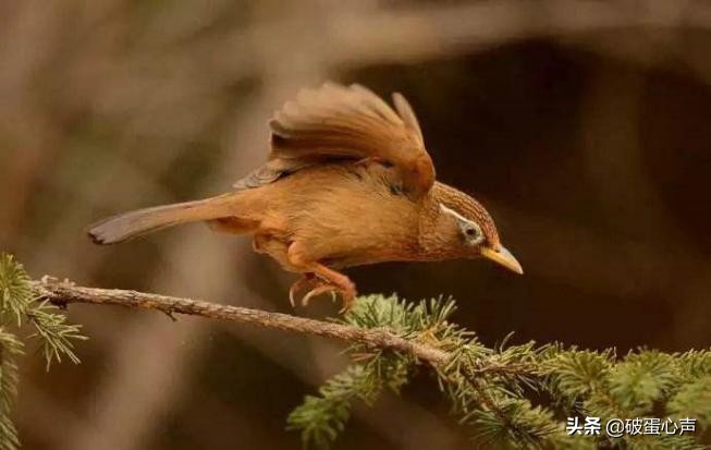 画眉鸟的眼睛怎样养好看图片,眉清目秀怎么养的