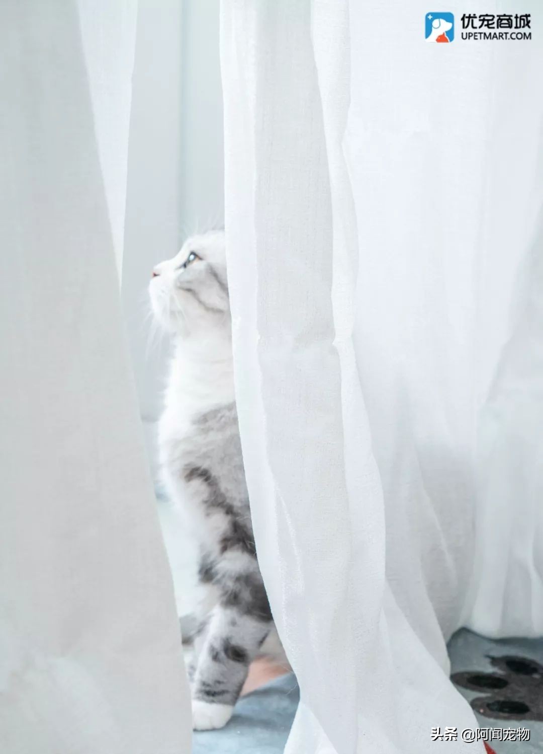 上班族怎么让猫白天活动夜晚休息,上班后怎么缓解猫的孤独