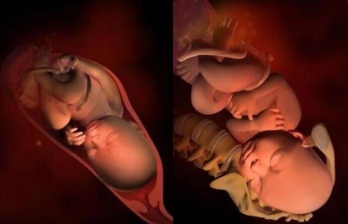 1到40周的胎儿的样子,胎儿1-40周发育过程标本