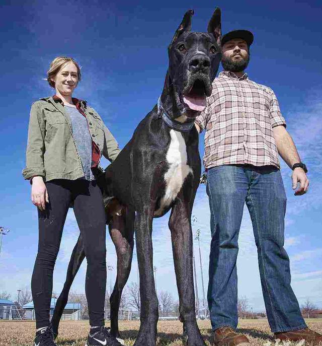 狗界中有哪些狗狗之最,狗界最富有的狗子