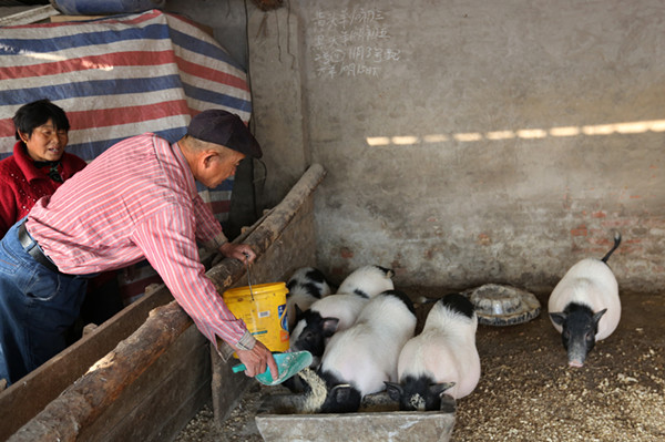 藏香猪河南,东北辽宁养殖藏香猪