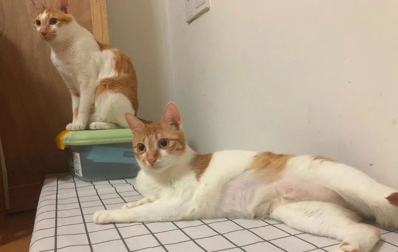 给猫咪买零食一般买什么好,猫咪吃8块钱一斤的猫粮