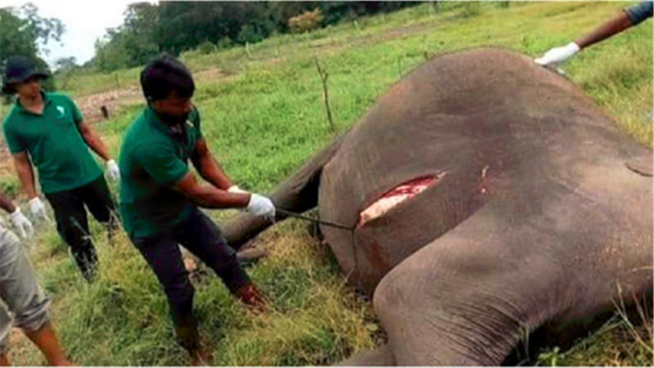 在沙漠上遇到死骆驼要离开吗,在沙漠里死掉的骆驼为什么不能碰