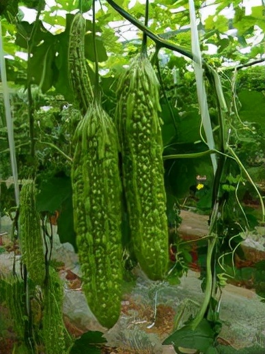 痛风怎么不能吃面条,痛风不能吃什么痛风食物一览表