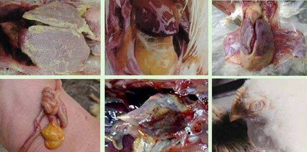 鸡大肠杆菌的治疗方法，鸡得了大肠杆菌怎么办？