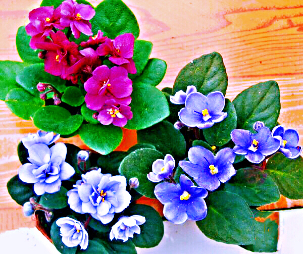 非洲紫罗兰盆栽,紫罗兰花卉盆栽图片