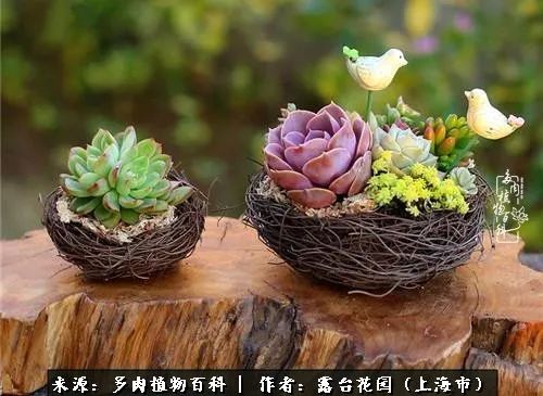 这6种多肉又粉又可爱萌翻少女心,粉粉萌萌的多肉有哪些