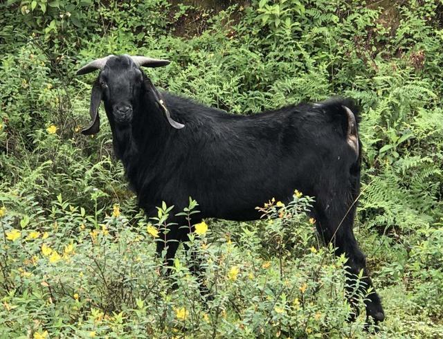 养羊的7个基本知识,养羊四个基础知识