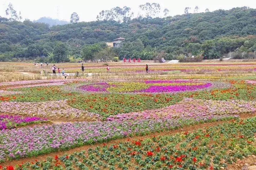 郑州春节周边景区免费景点大全,春节赏花的好去处