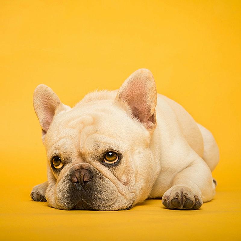 狗狗尿路感染临床表现,狗狗尿路感染用什么药治疗