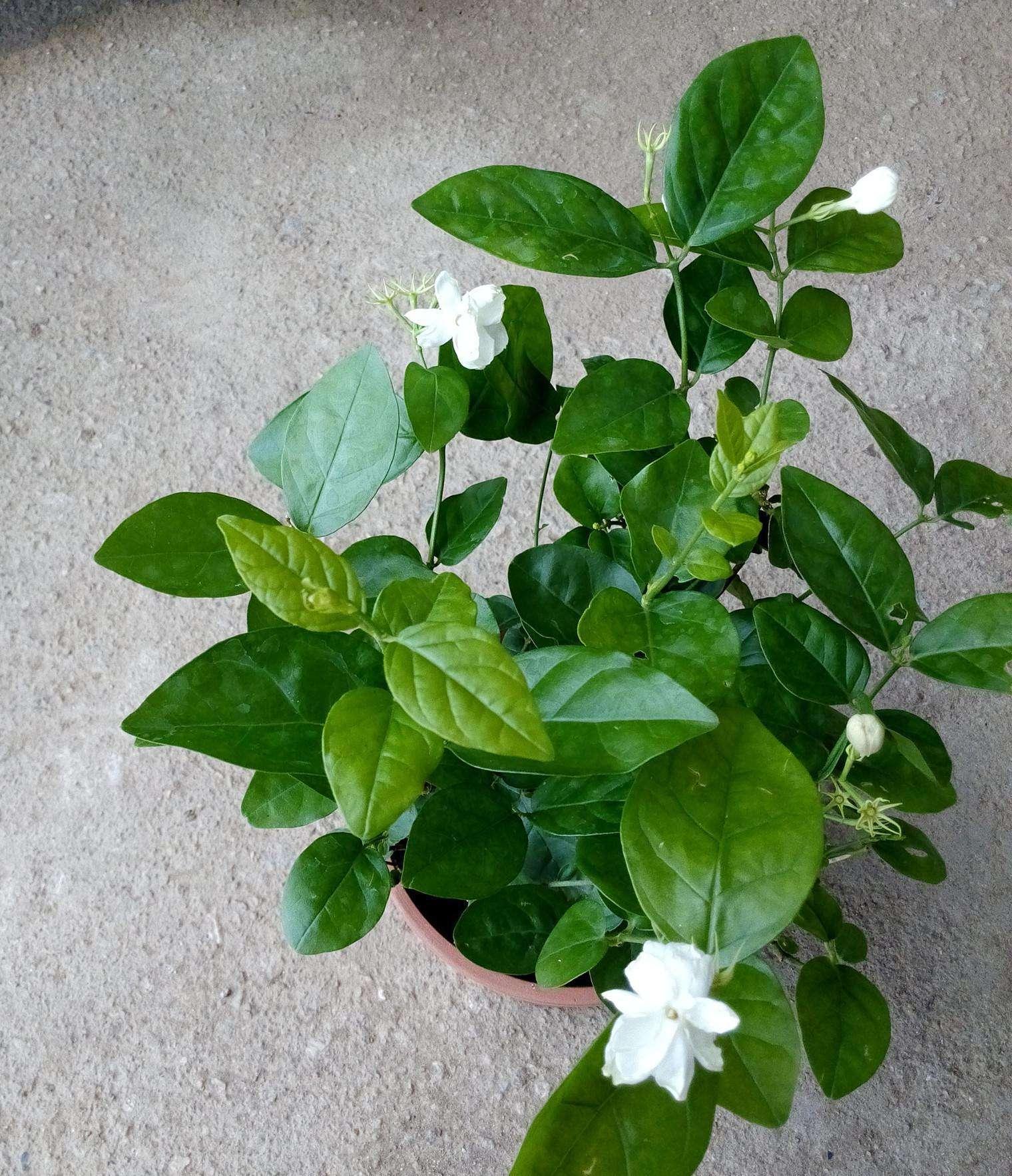 有哪些可以用来泡茶的绿植,净化室内空气的十款绿植