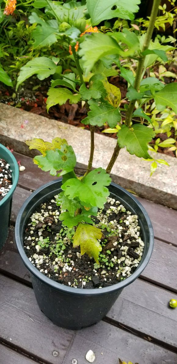 木槿叶子枯萎怎么治疗,丹麦木槿怎么才能枝繁叶茂