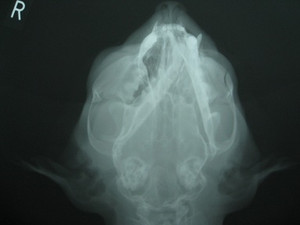 猫咪脱臼复位后好久恢复,猫咪下巴脱臼了可以治愈吗