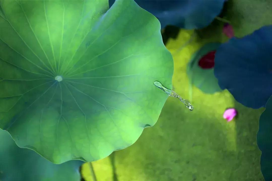 诗词里的夏天朗诵,古诗词里带有夏天韵味的名字