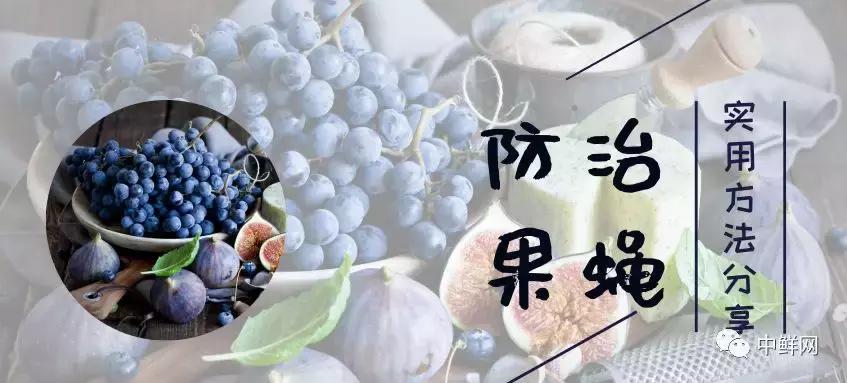 水果生飞虫难治?防治果蝇的实用方法