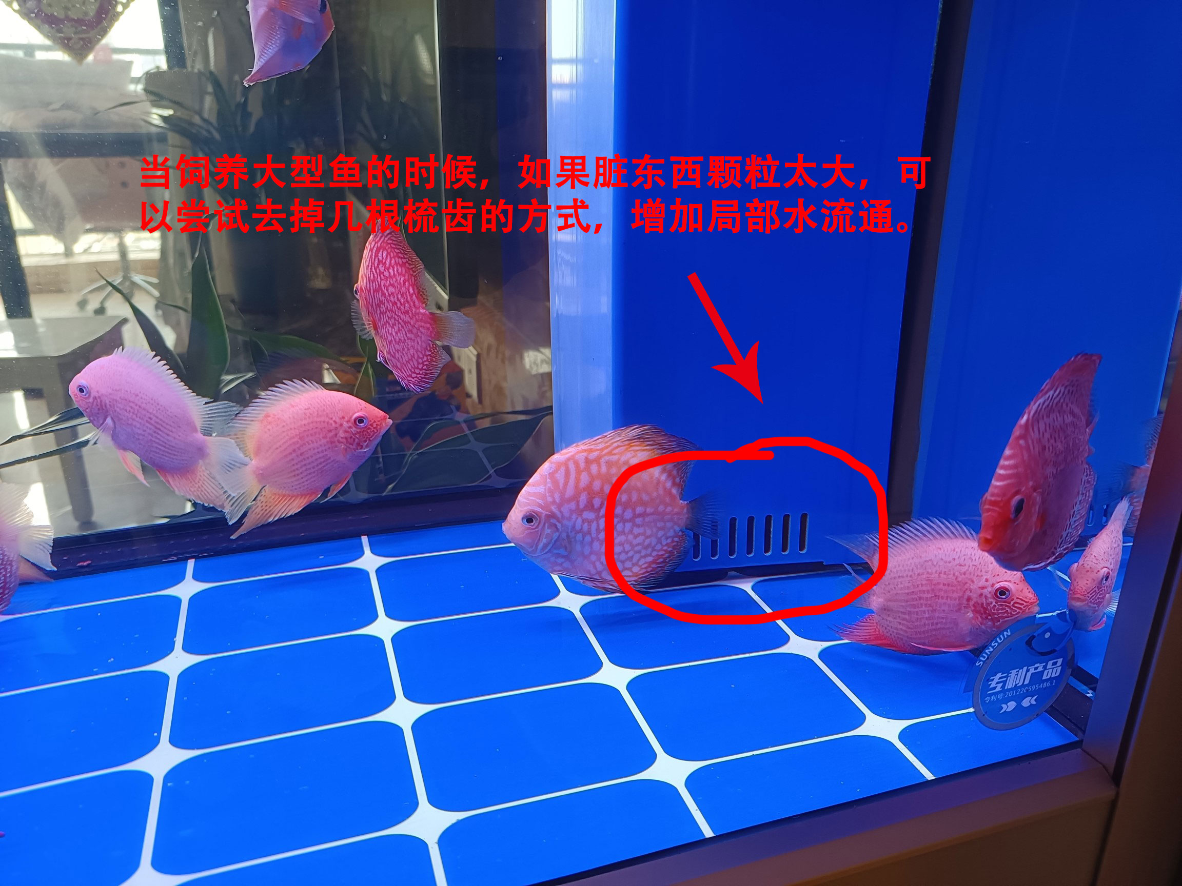 底滤鱼缸里的鱼粪抽不走怎么办,底滤鱼缸为什么吸不走缸底的粪便