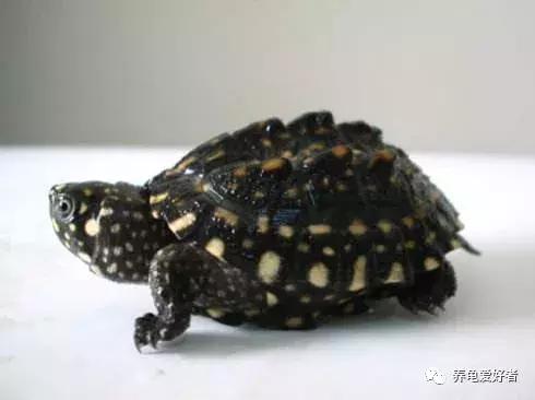 龟龟挑食不吃龟粮了,这可咋办?