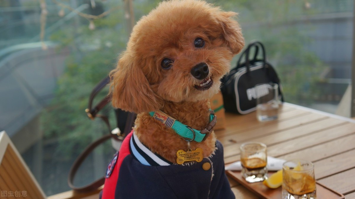 你还在给你家狗狗吃冻干粮吗,你还在给狗狗吃火腿肠吗