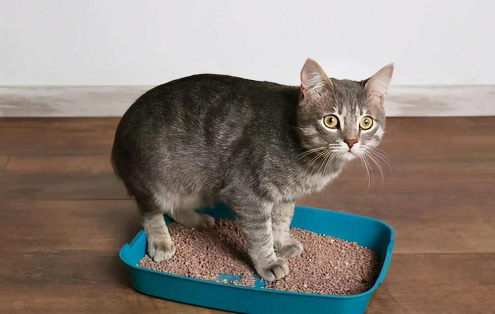 猫咪呕吐处理攻略,猫咪常见的呕吐原因及治疗方法