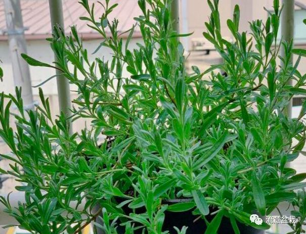 薰衣草怎么修剪才能爆盆,衣草的正确种植方法步骤图片