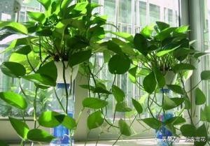 刚买回来的绿萝黄叶了？学会这几招，轻松绿回来，叶比巴掌大