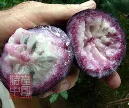 世界稀奇水果品种大全,世界热带奇特水果品种介绍